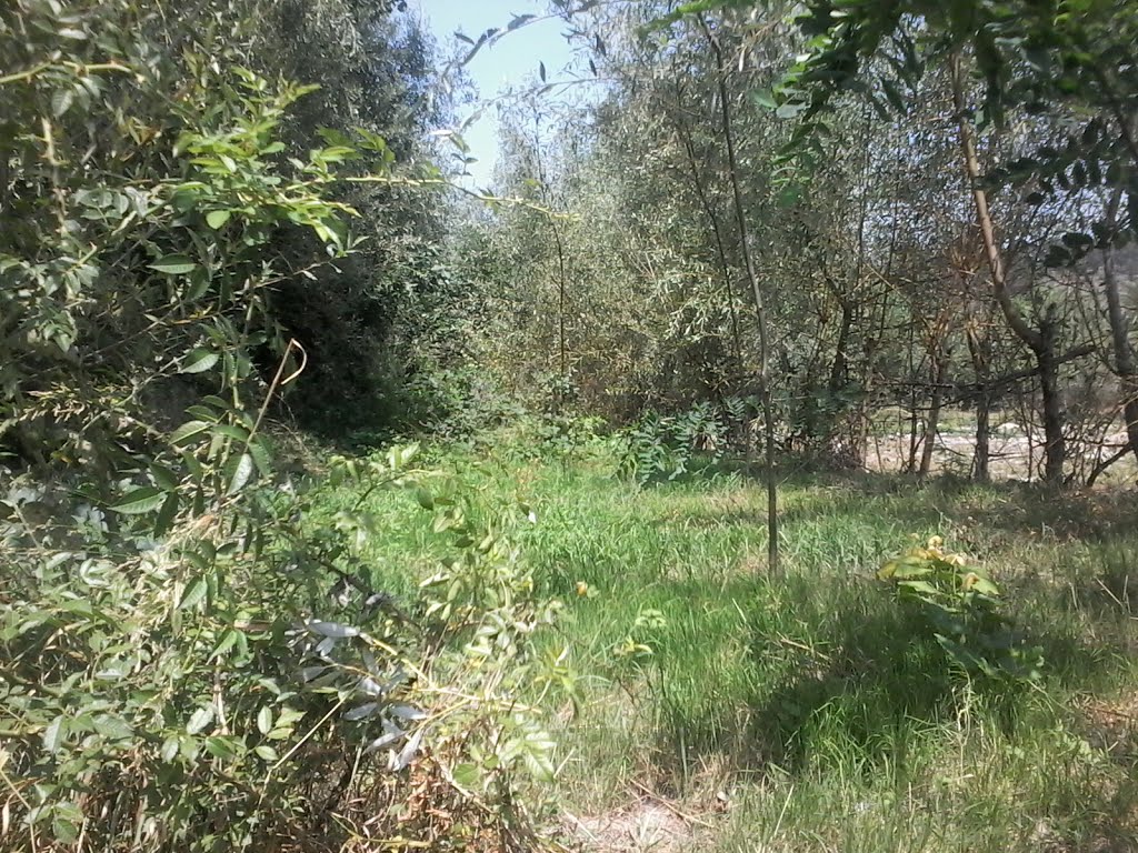 River shore