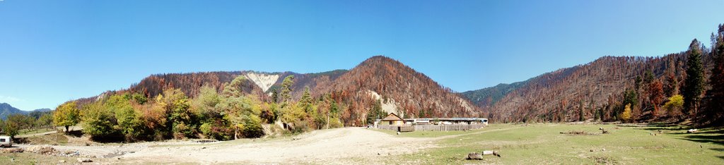 Borjomi  Forest, Burned By Russians.