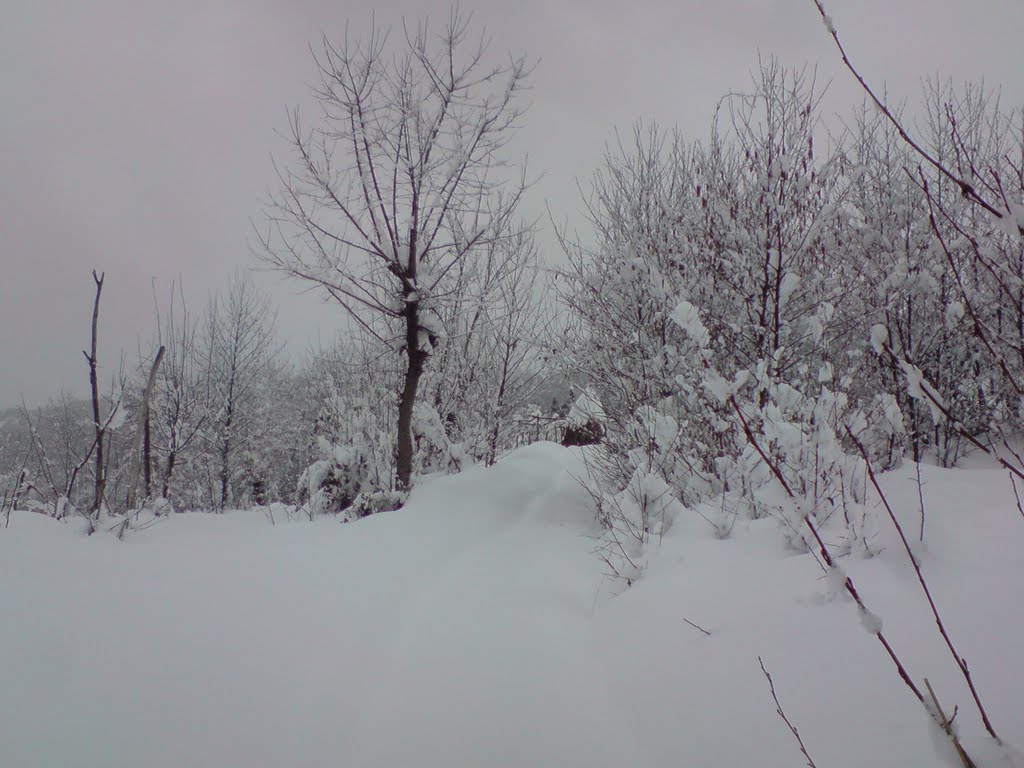 chkhuteli