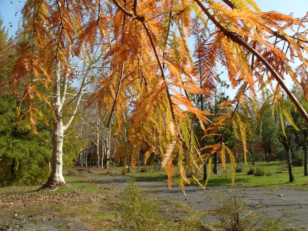 Tsqaltubo. Autumn