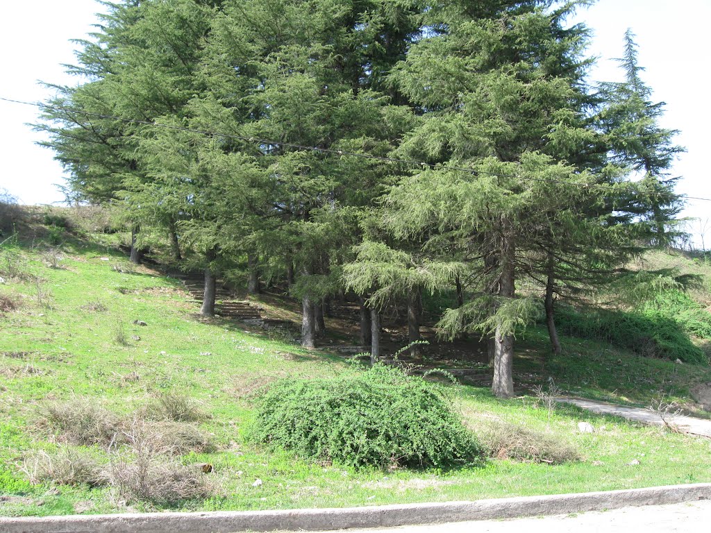 Fir trees