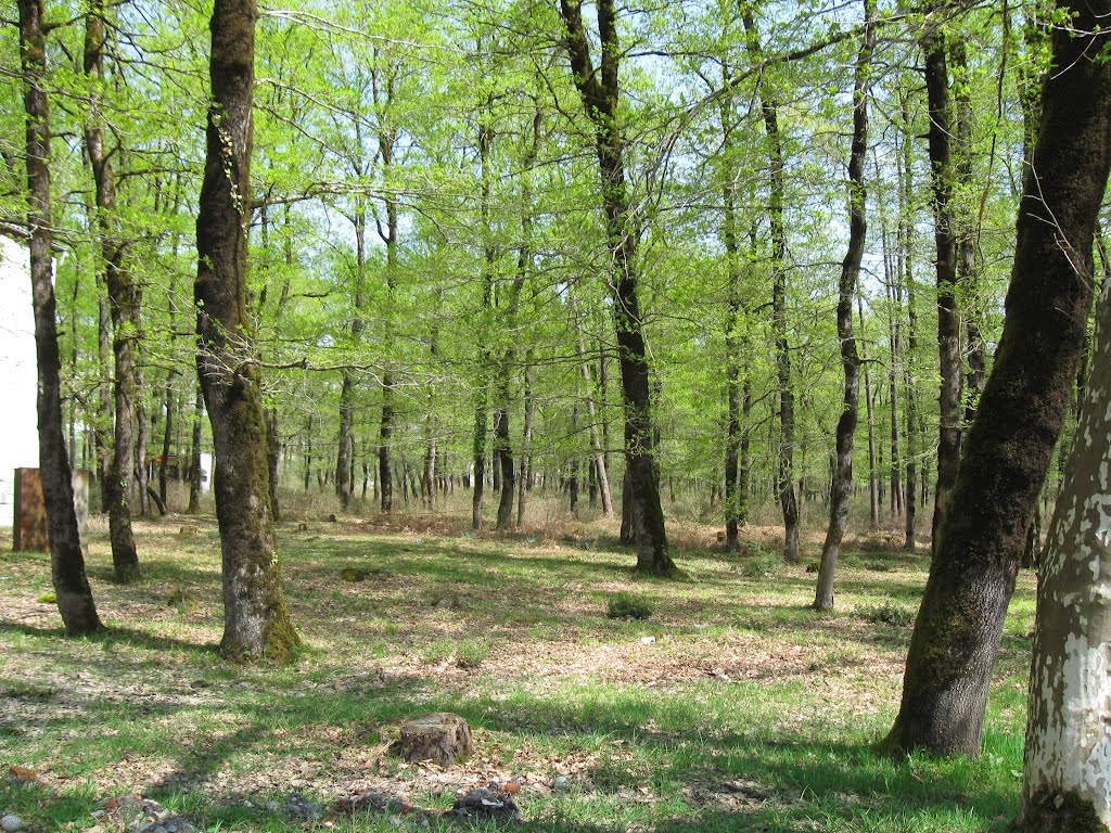 Oak Grove