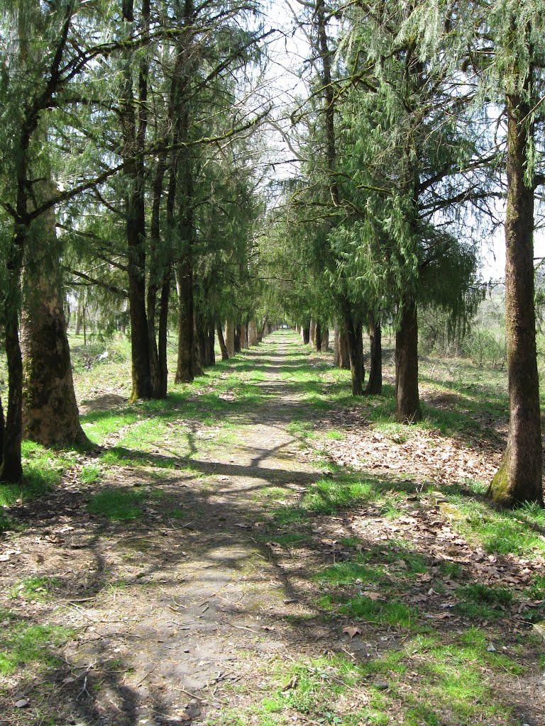 The park