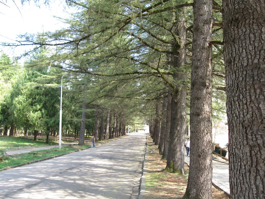 The road to school