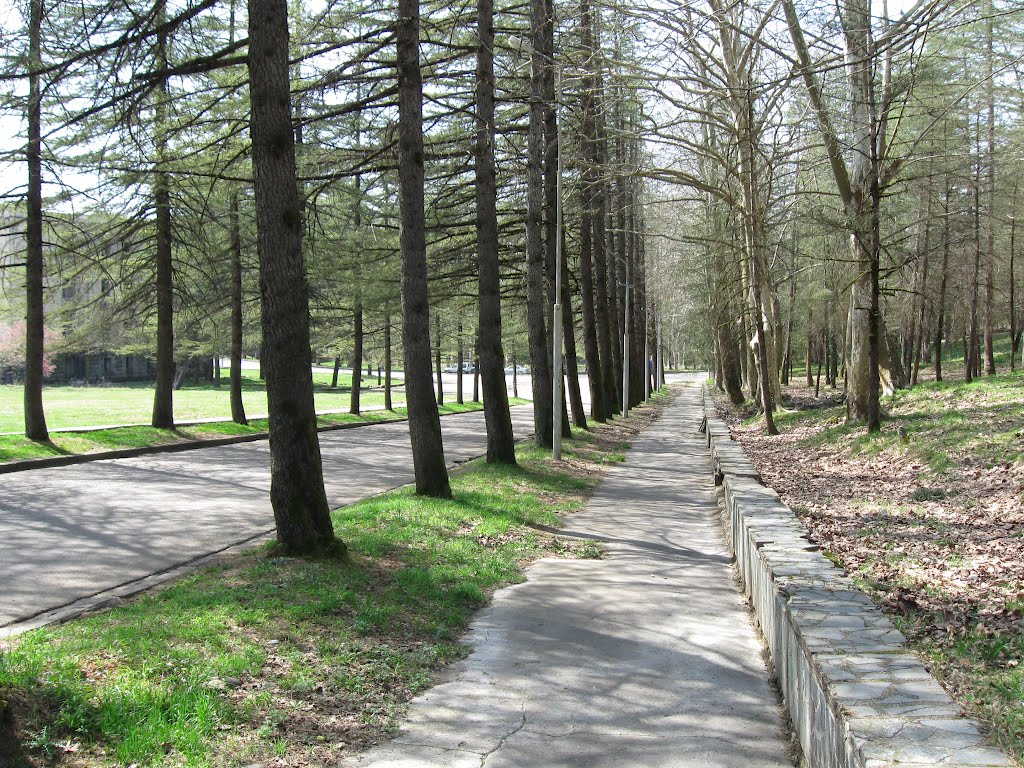 The pavement