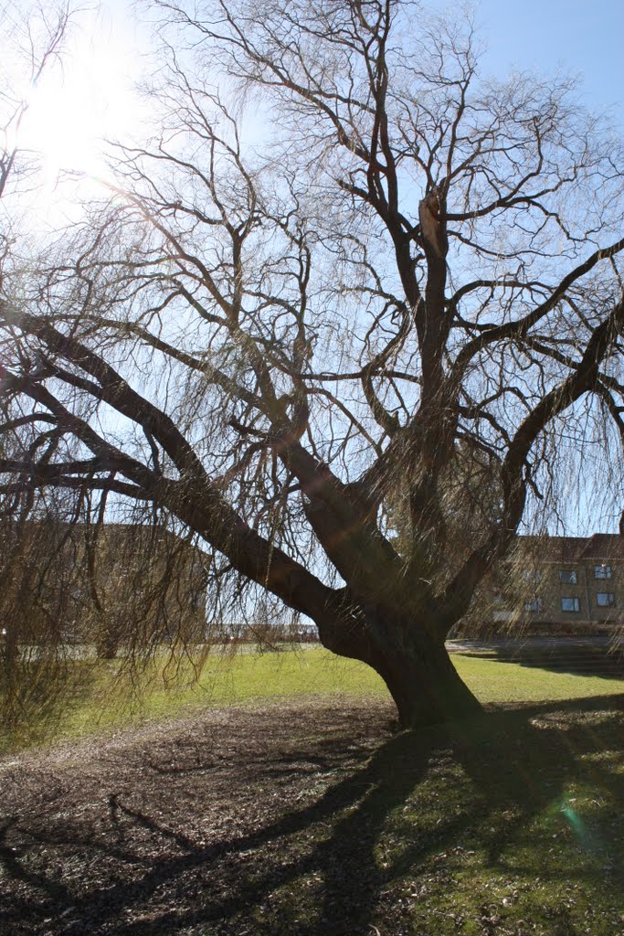 University Park in Aarhus. Sharp April sun. Anna shot.