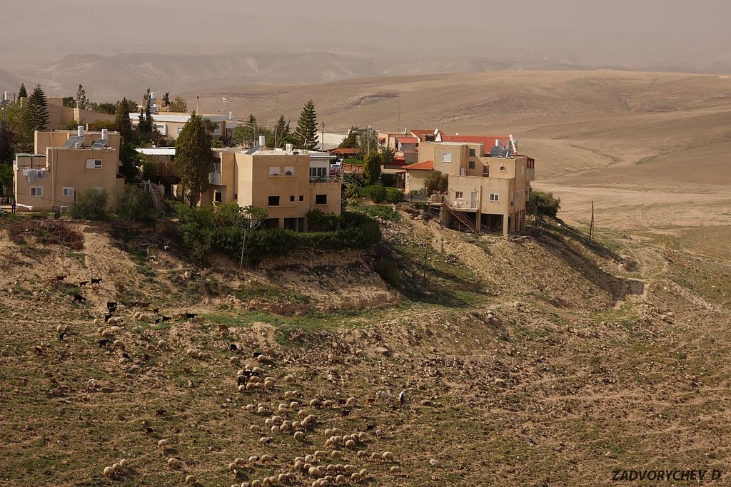 israel  arad