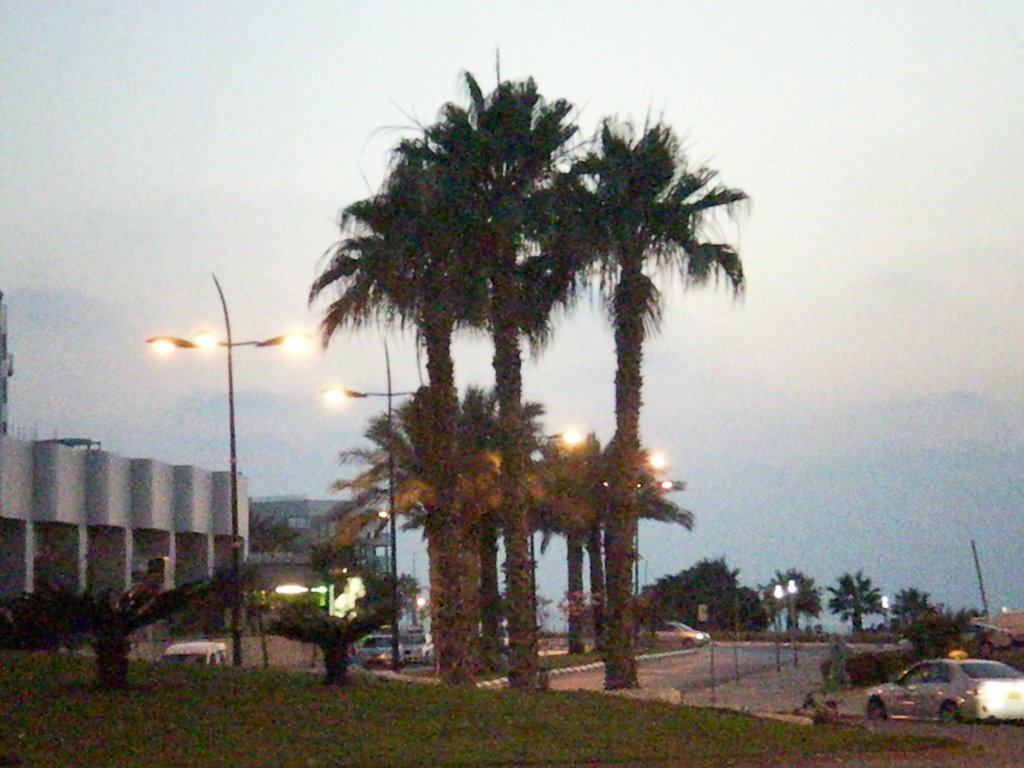 Palm near Sea