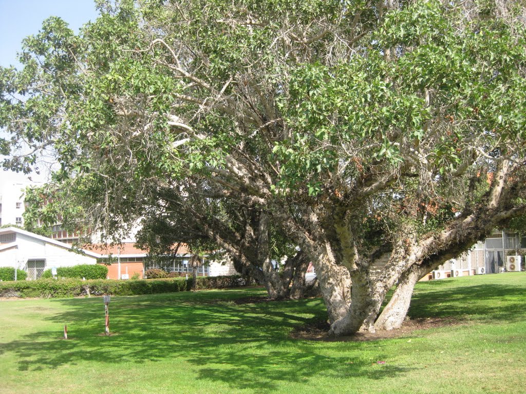 Barzilai Medical Center - Ashkelon - Ficus sycomorus