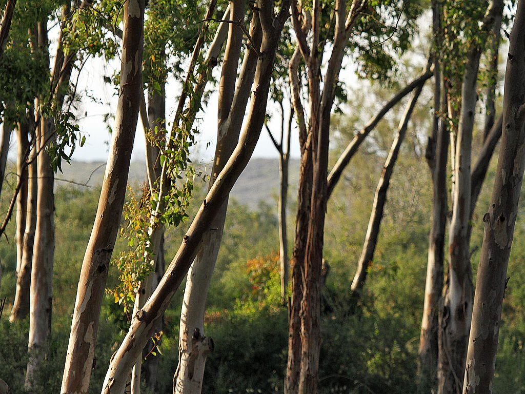 A little forest in southern Ashkelon
