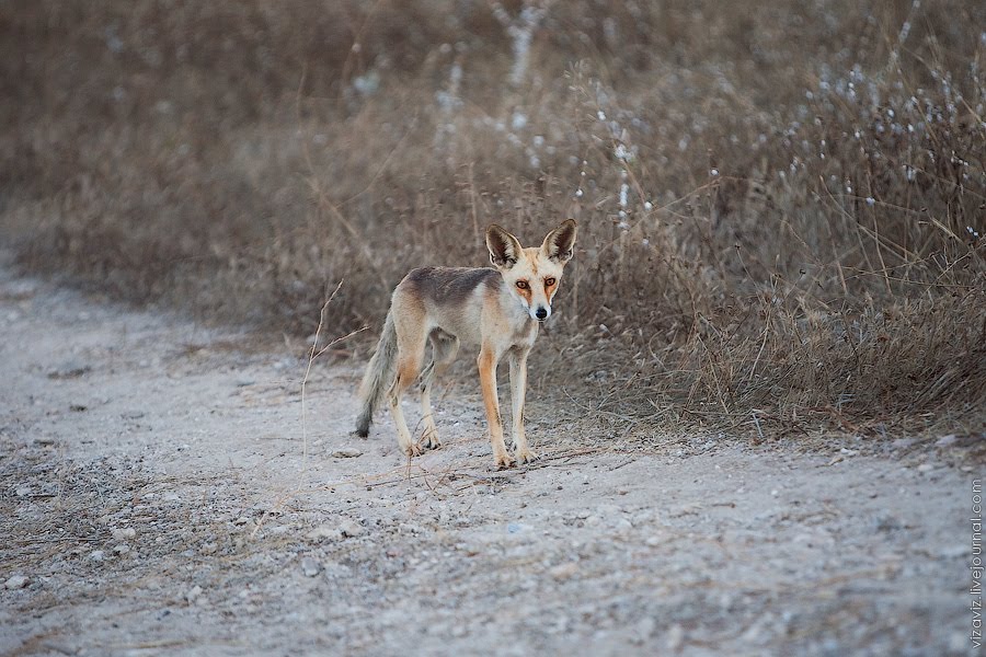 Rüppells fox