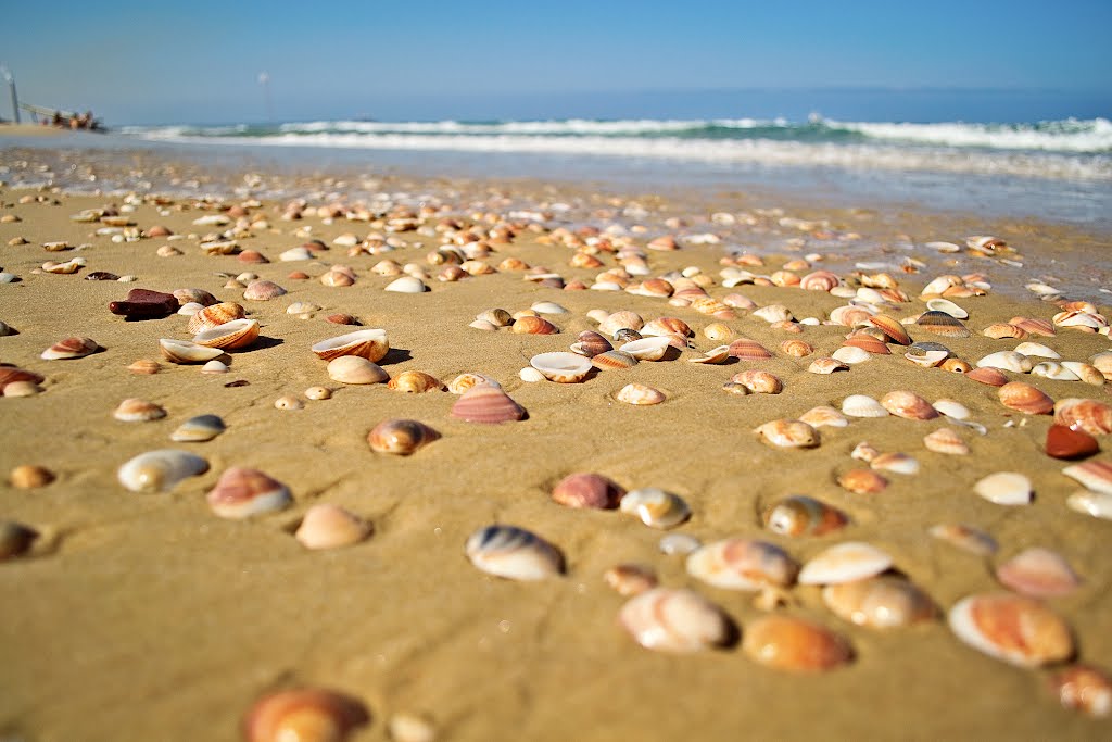 Shelly beach