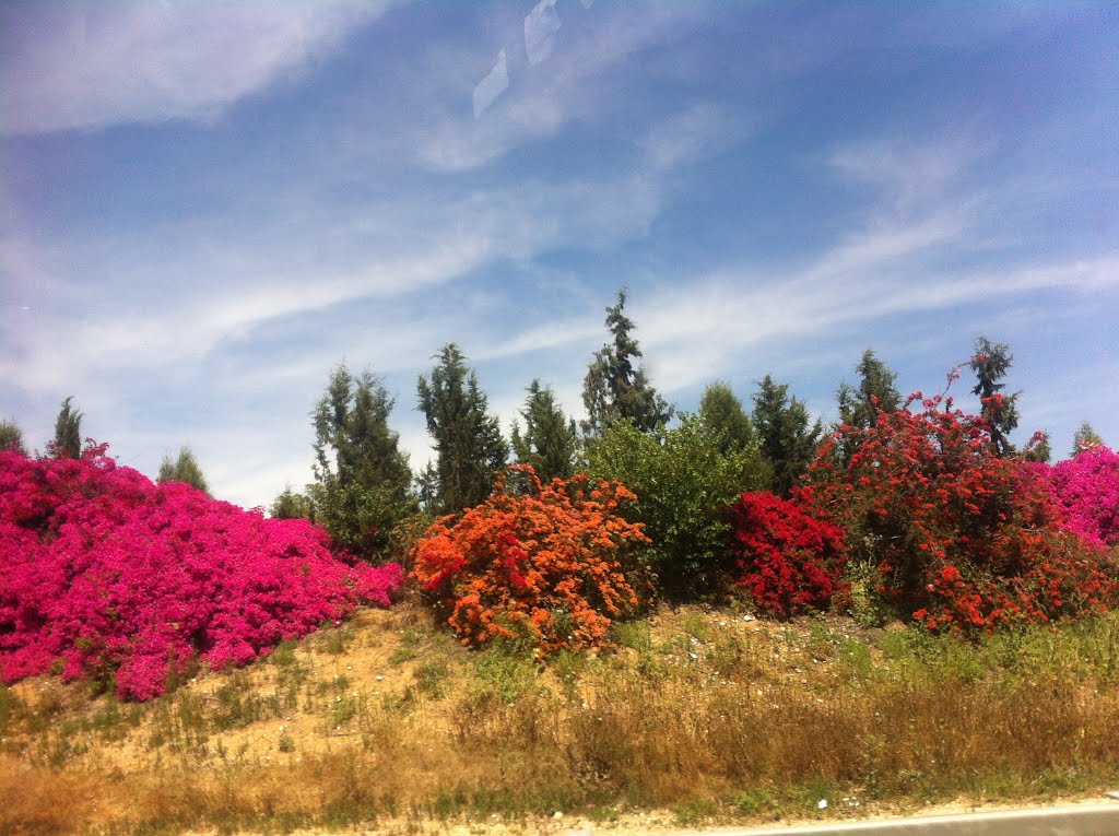 Timorim, Israel
