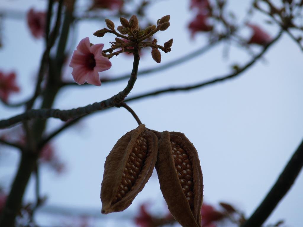 Spring in Kiryat Malakhi