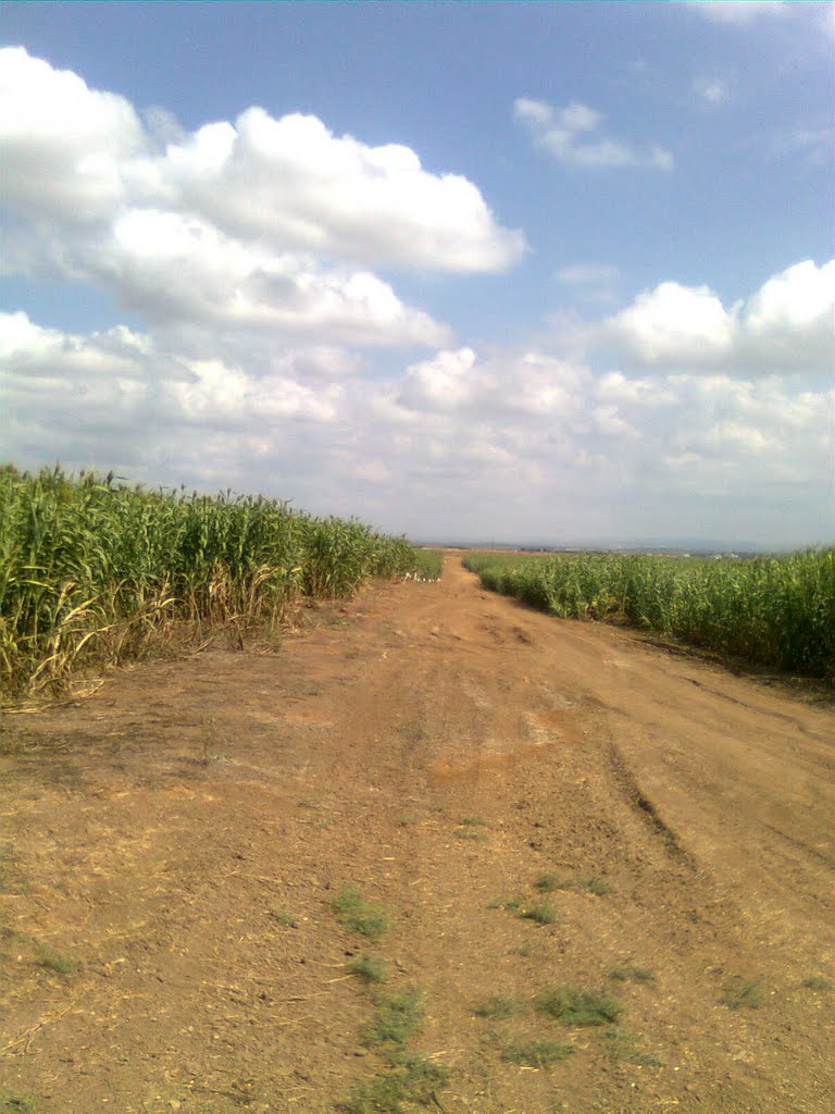 Corn Fields