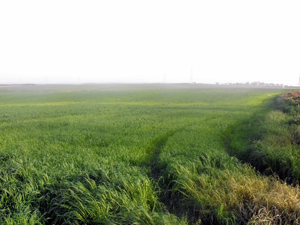 Timorim - Fields Vista