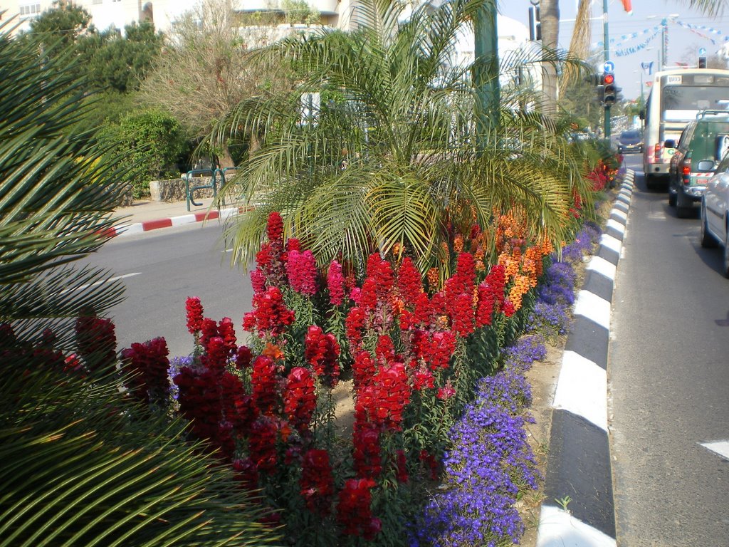Kefar Sava, Israel by musca.ro