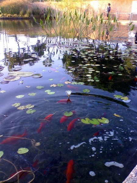 pond in the city park