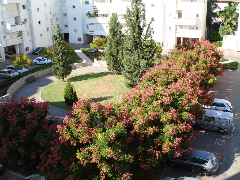 Kfar-Sabas Pasture Look
