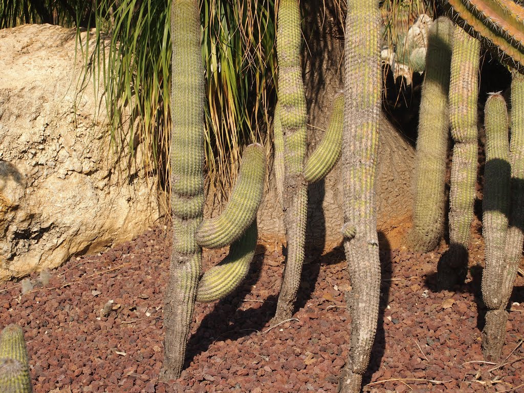 Cactus garden, HaYarkon park