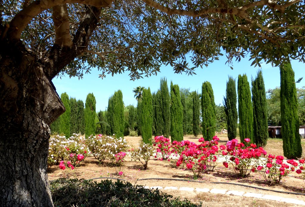 SPRING ROSES GARDEN