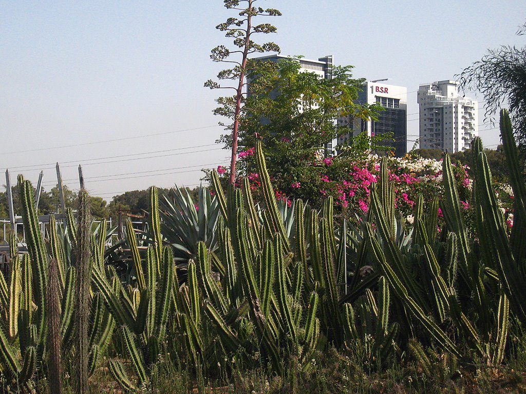 Cacti in Ganei Yehoshua