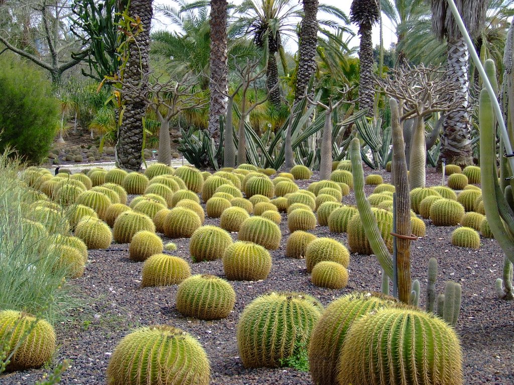 Cactuses