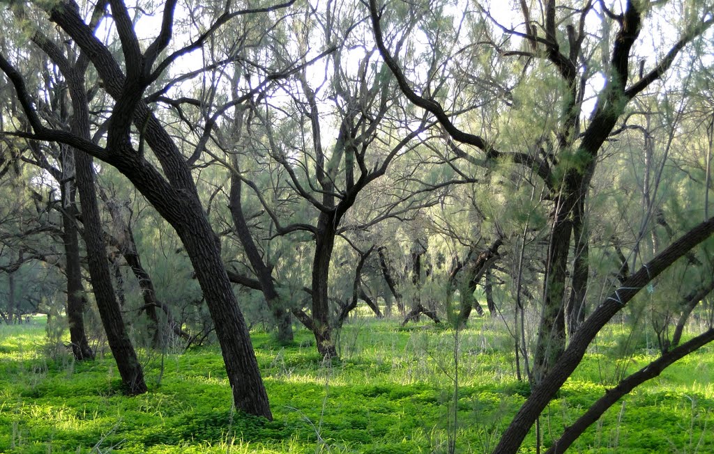 BERESHIT FOREST