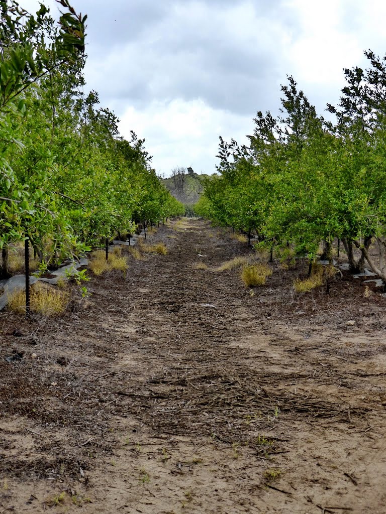 Field
