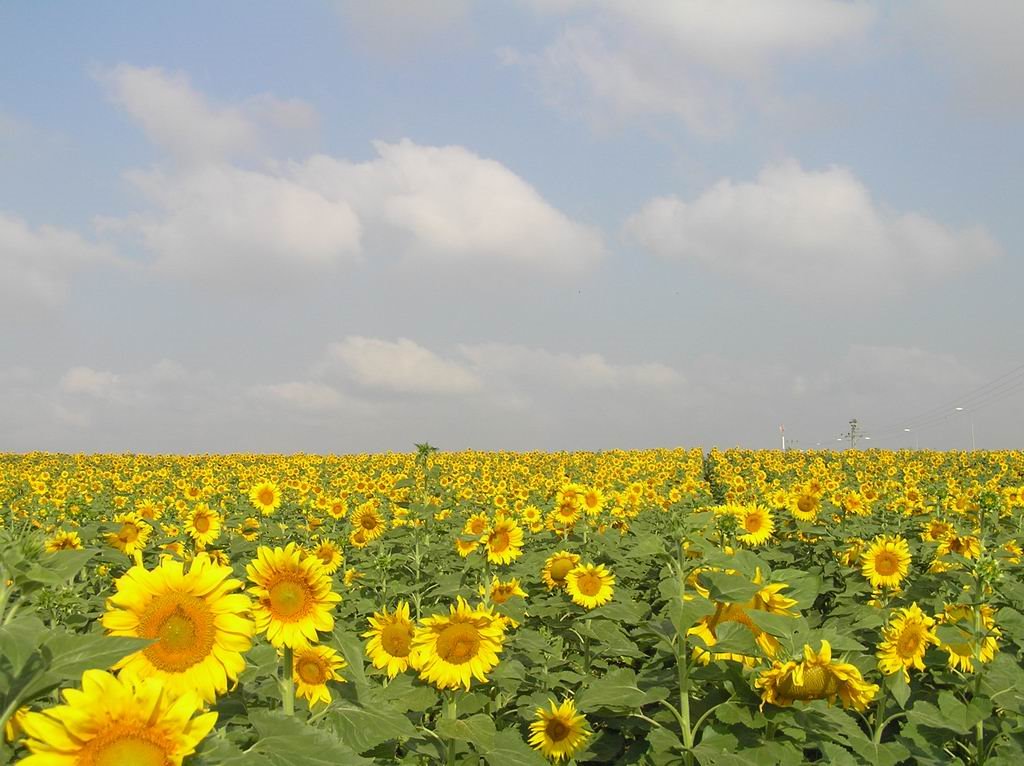 Sunflower field, Hafetz Haim