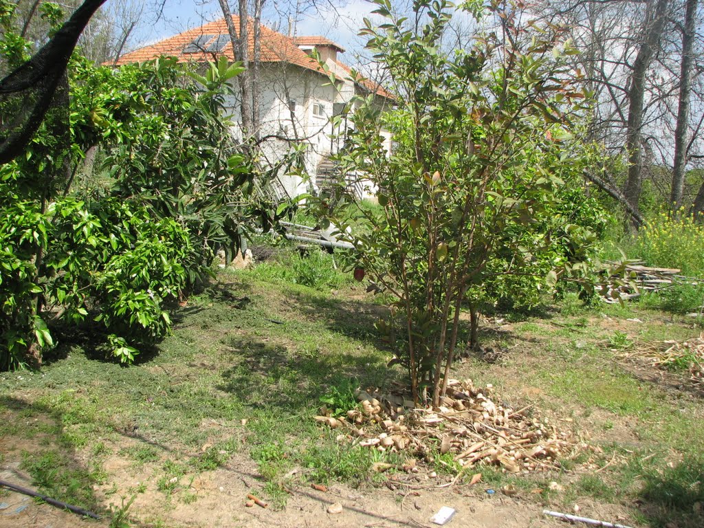The Small Orchard