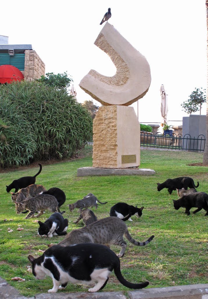 15 cats & one crow