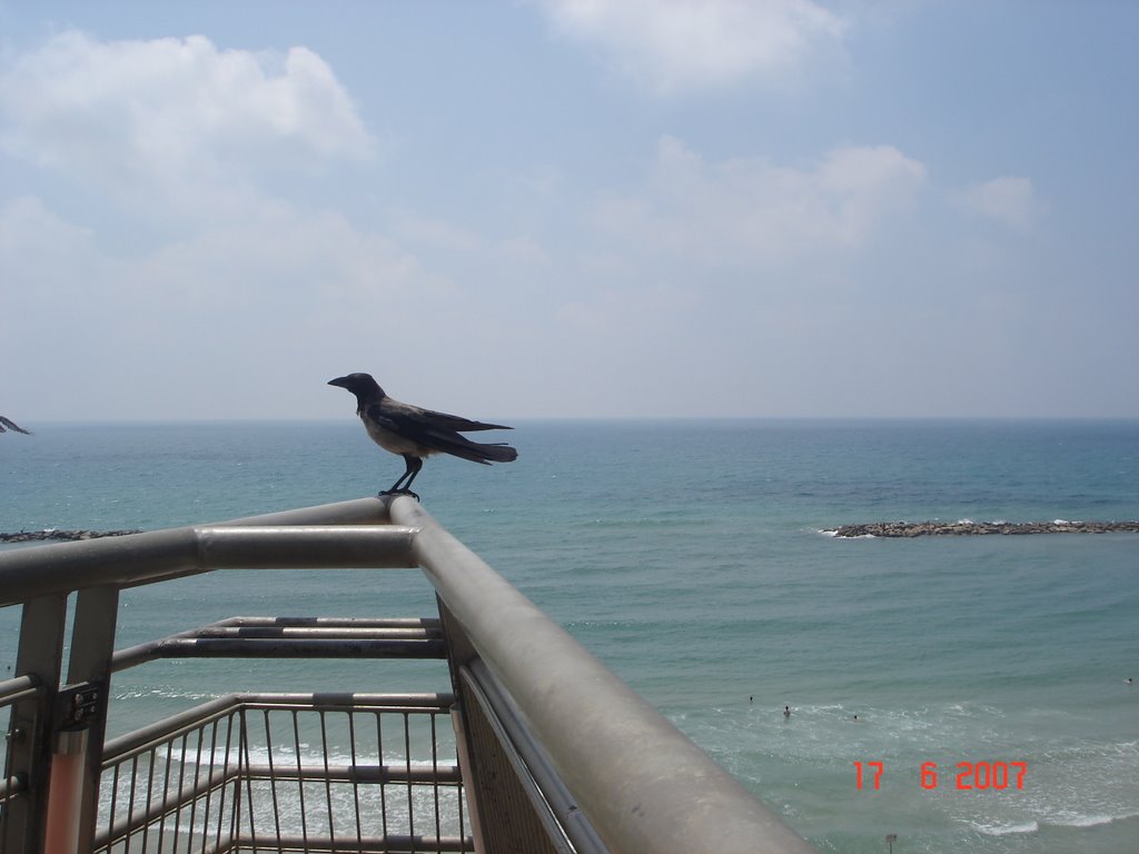 Israel.Bird and Mediterrnean Sea in Natanya