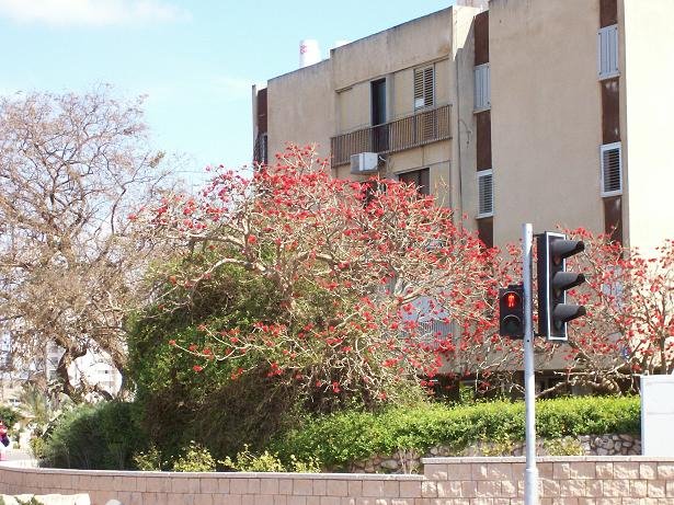 sderot ben tzvi