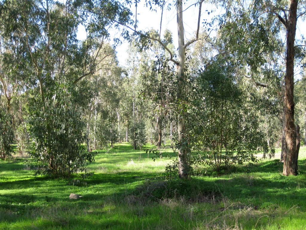 Bāqa el Gharbīya