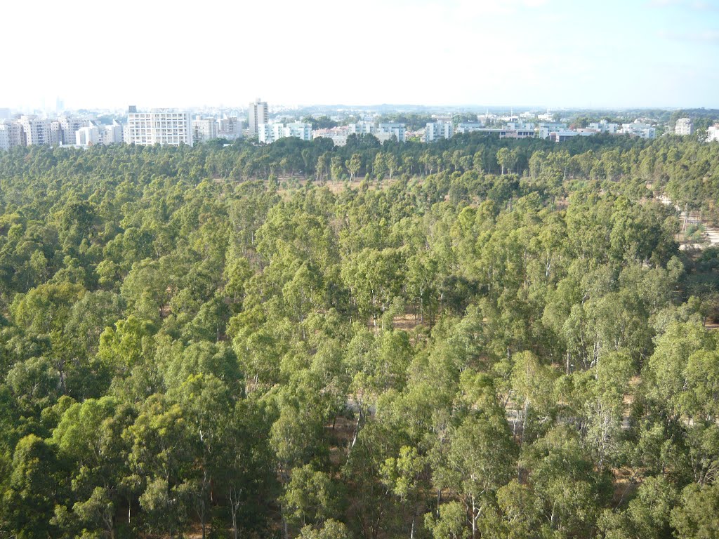 Small forest in side Netanya ,Israel .