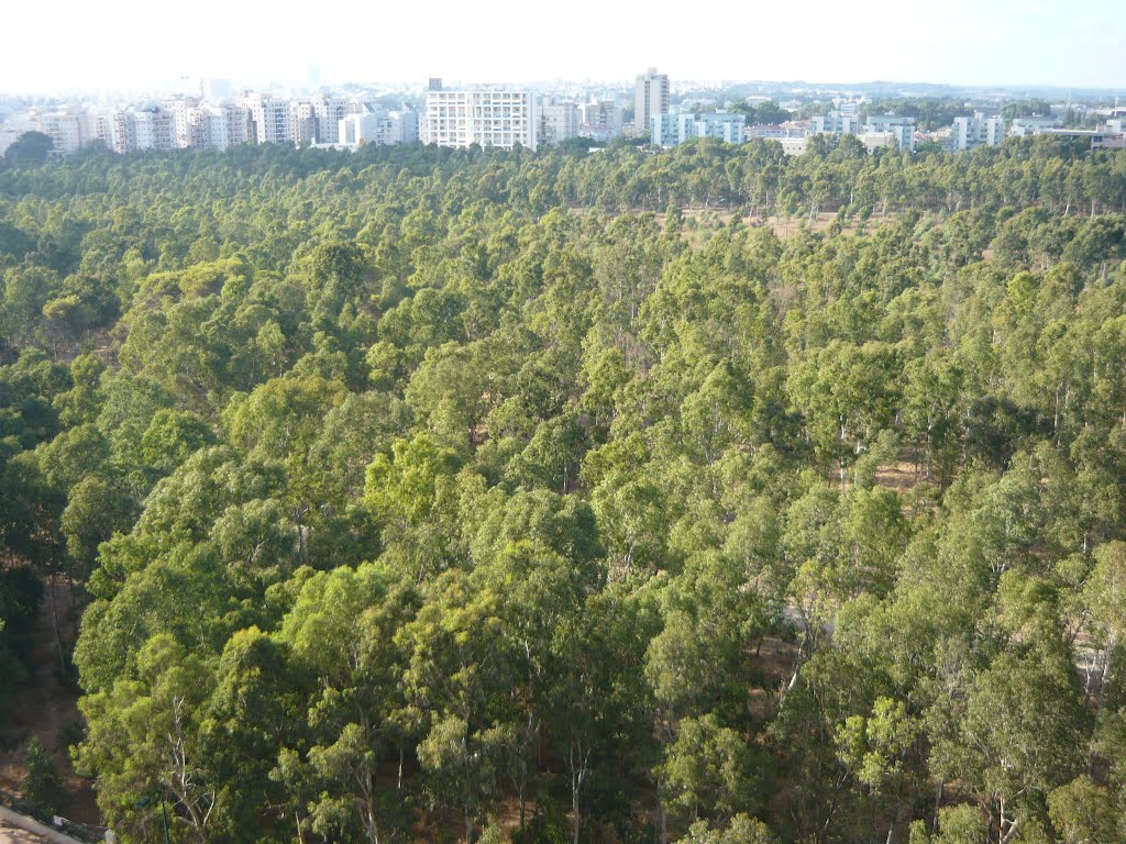 Small forest in side Netanya ,Israel .