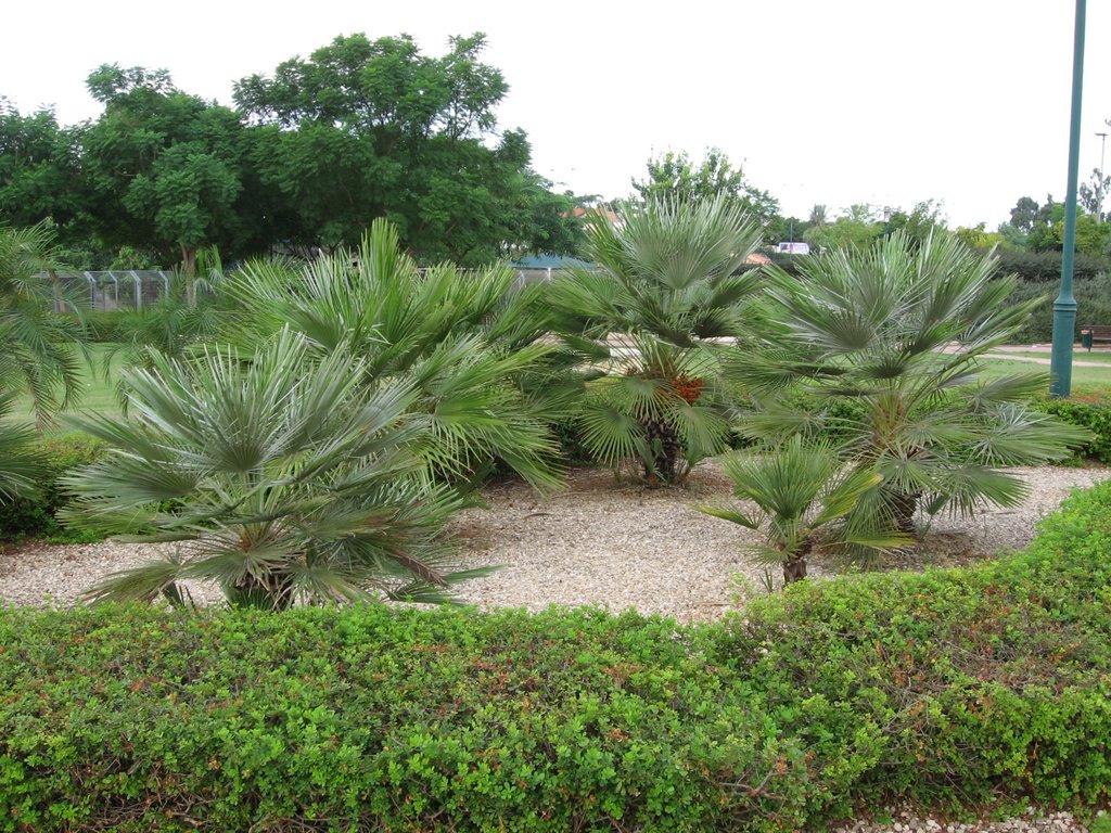 Park Nes Ziona
