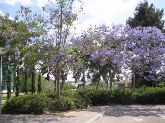Rehovot, park