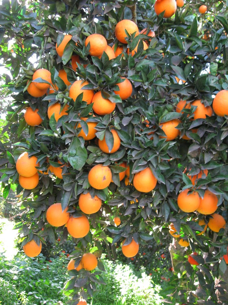 Orange tree