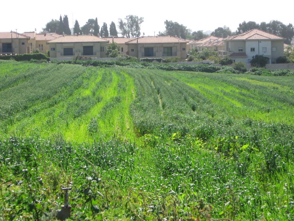 Nes-Ziona new