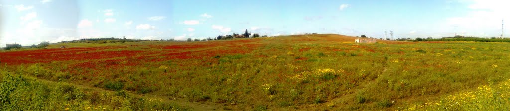 Near to a city Nes-Tsiona