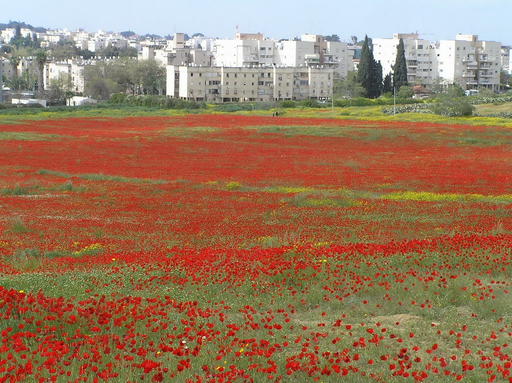 Poppy field, near Ness Tsiyona