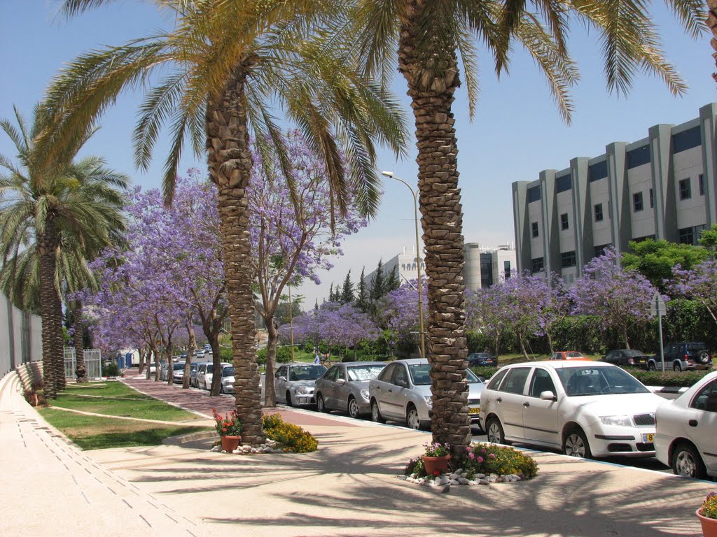 REHOVOT PARK TAMAR