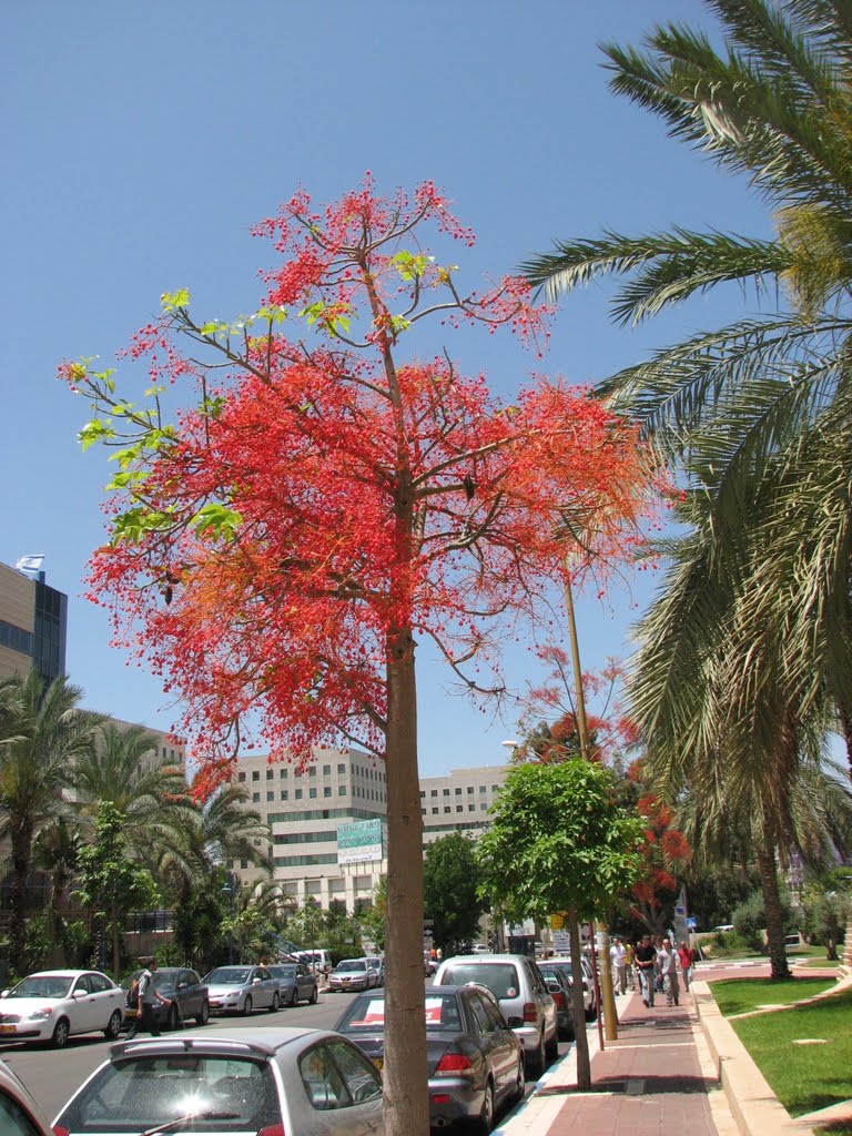 REHOVOT PARK TAMAR