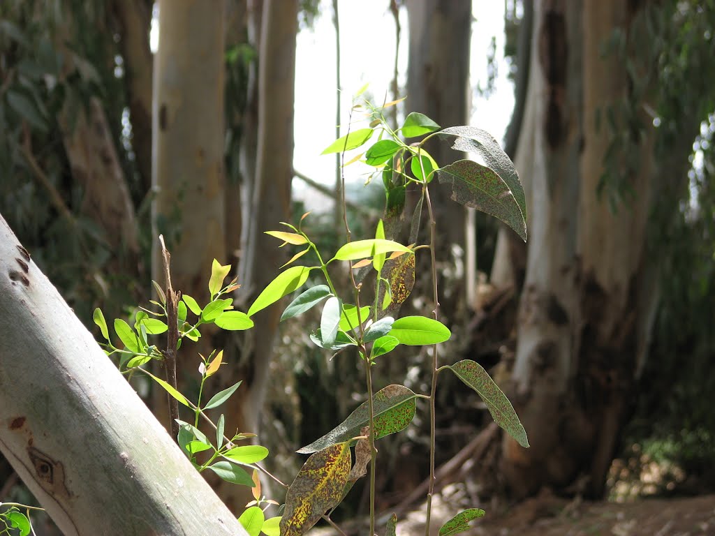 KIBBUTZIM HILL