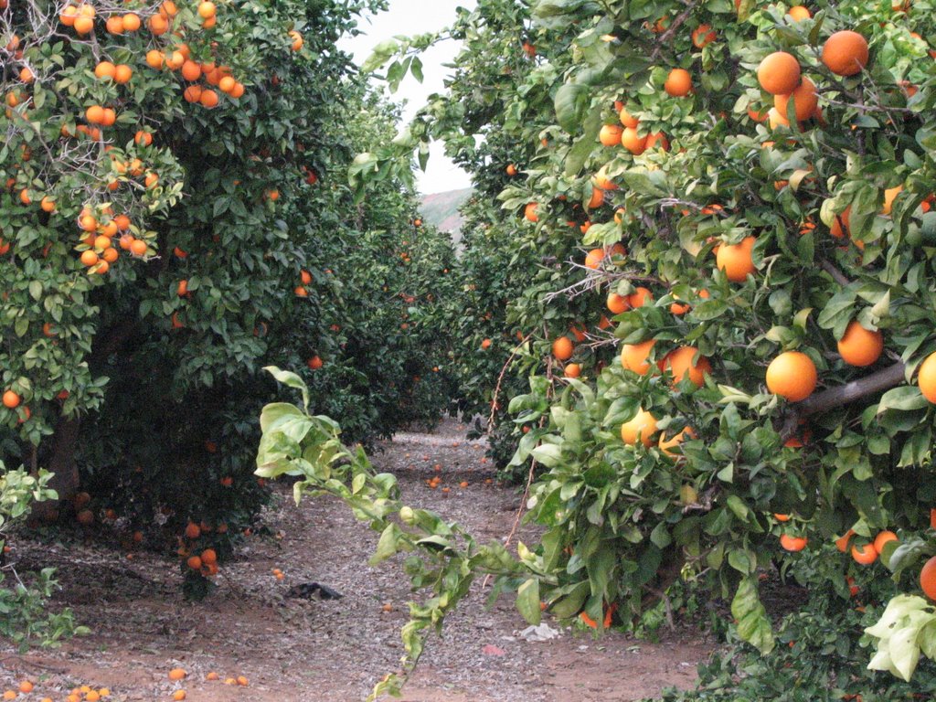 RAANANA ORANGE