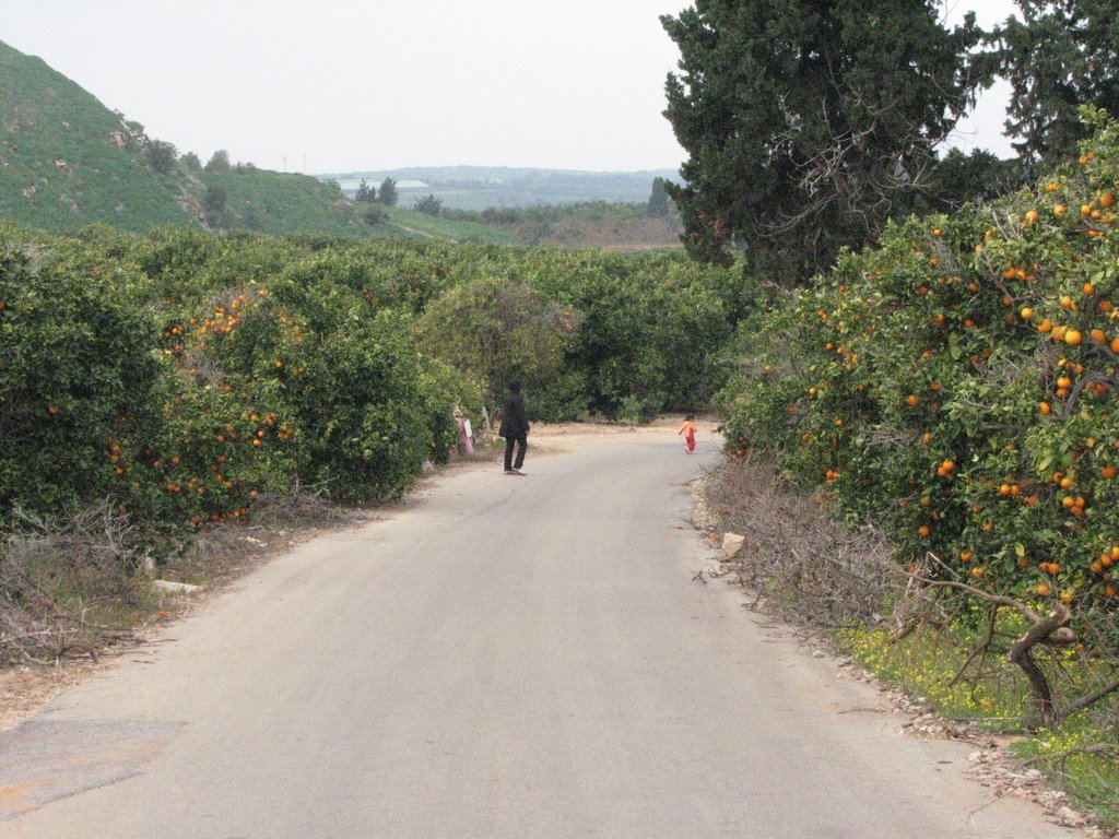 RAANANA ORANGE ROAD