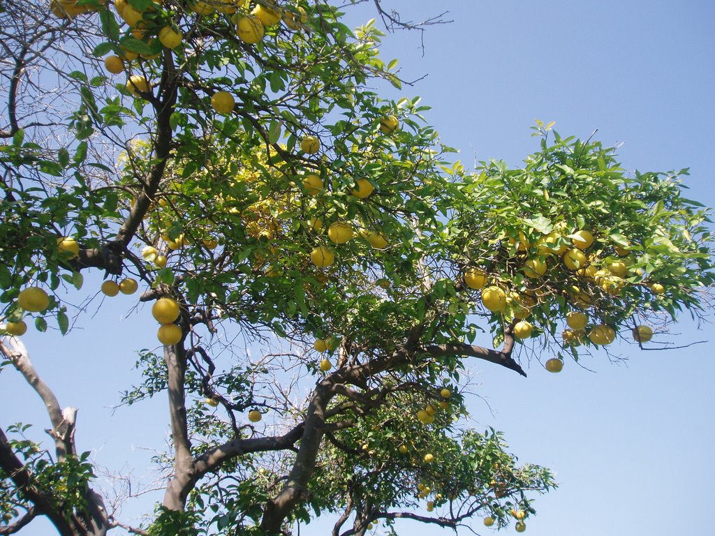 Raanana grapefruit tree