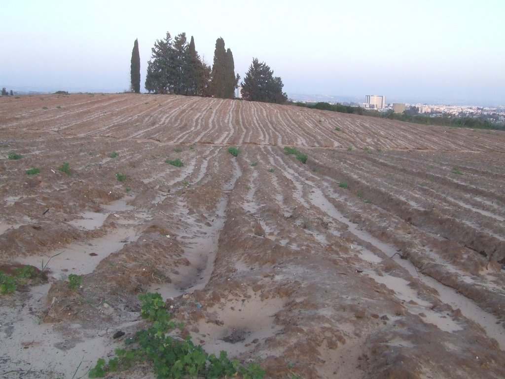fields